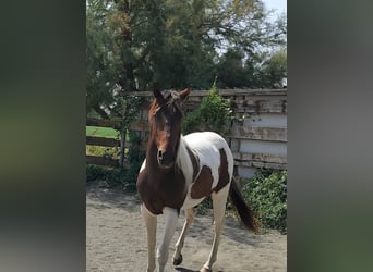 Paint Horse, Hengst, 2 Jaar, 145 cm, Tobiano-alle-kleuren