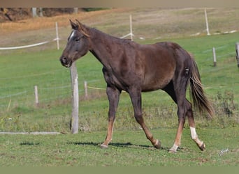 Paint Horse, Hengst, 2 Jaar, 148 cm, Donkere-vos