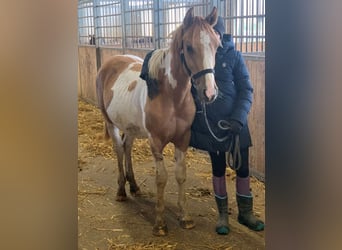 Paint Horse Mix, Hengst, 2 Jaar, 150 cm, Gevlekt-paard