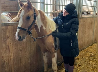 Paint Horse Mix, Hengst, 2 Jaar, 150 cm, Gevlekt-paard