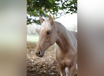 Paint Horse, Hengst, 2 Jaar, 151 cm, Palomino