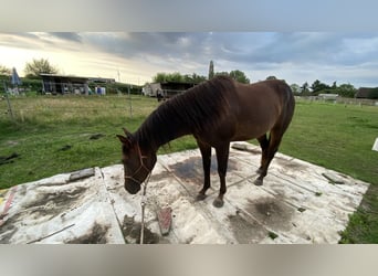 Paint Horse, Hengst, 2 Jaar, 152 cm, Zwartbruin