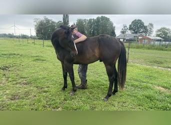 Paint Horse, Hengst, 2 Jaar, 152 cm, Zwartbruin