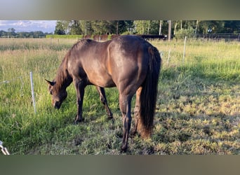 Paint Horse, Hengst, 2 Jaar, 152 cm, Zwartbruin