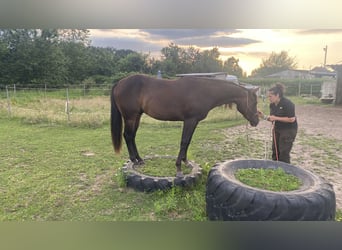 Paint Horse, Hengst, 2 Jaar, 152 cm, Zwartbruin