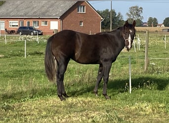 Paint Horse, Hengst, 2 Jaar, 152 cm, Zwartbruin