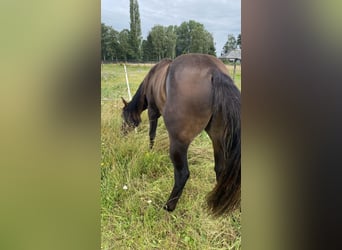 Paint Horse, Hengst, 2 Jaar, 152 cm, Zwartbruin