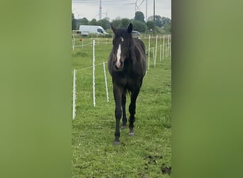 Paint Horse, Hengst, 2 Jaar, 152 cm, Zwartbruin