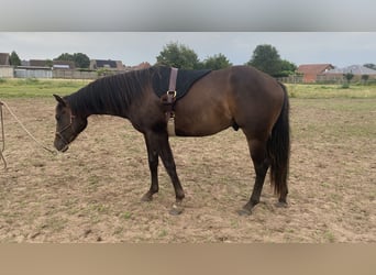 Paint Horse, Hengst, 2 Jaar, 152 cm, Zwartbruin