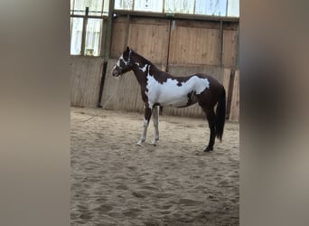 Paint Horse, Hengst, 2 Jaar, 159 cm, Overo-alle-kleuren