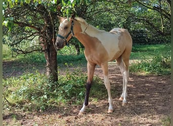 Paint Horse, Hengst, 2 Jaar, 170 cm, Buckskin