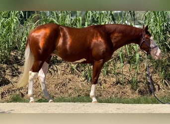 Paint Horse, Hengst, 2 Jaar, Overo-alle-kleuren