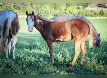 Paint Horse, Hengst, 2 Jaar, Tobiano-alle-kleuren