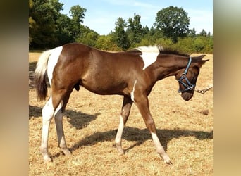 Paint Horse, Hengst, 2 Jahre, 130 cm, Tobiano-alle-Farben