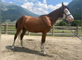 Paint Horse, Hengst, 2 Jahre, 145 cm