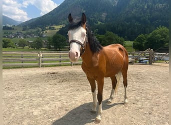 Paint Horse, Hengst, 2 Jahre, 145 cm
