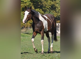 Paint Horse, Hengst, 2 Jahre, 145 cm, Tobiano-alle-Farben