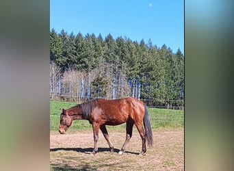 Paint Horse, Hengst, 2 Jahre, 150 cm, Brauner