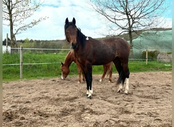 Paint Horse, Hengst, 2 Jahre, 150 cm, Schecke