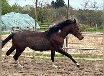 Paint Horse, Hengst, 2 Jahre, 150 cm, Schecke