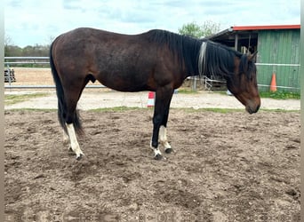 Paint Horse, Hengst, 2 Jahre, 150 cm, Schecke