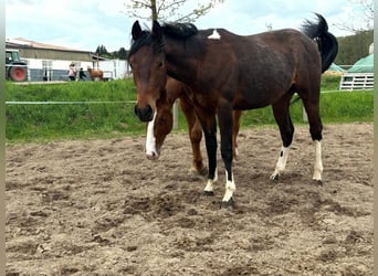 Paint Horse, Hengst, 2 Jahre, 150 cm, Schecke