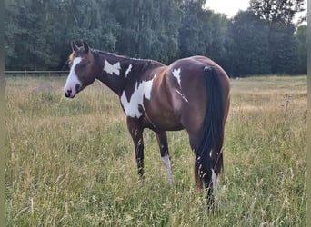 Paint Horse, Hengst, 2 Jahre, 152 cm, Overo-alle-Farben