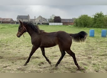 Paint Horse, Hengst, 2 Jahre, 152 cm, Schwarzbrauner