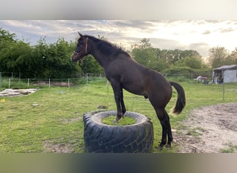 Paint Horse, Hengst, 2 Jahre, 152 cm, Schwarzbrauner