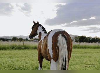 Paint Horse, Hengst, 2 Jahre, 153 cm, Schecke