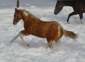 Paint Horse, Hengst, 2 Jahre, 155 cm, Schecke