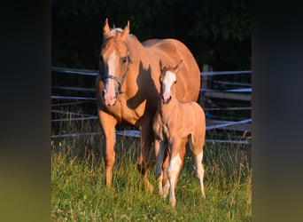 Paint Horse, Hengst, 2 Jahre, 155 cm, Schecke