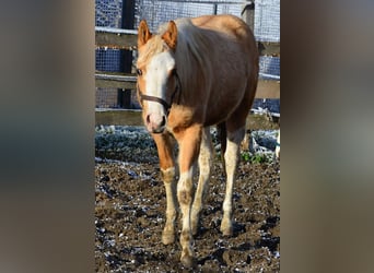 Paint Horse, Hengst, 2 Jahre, 155 cm, Schecke