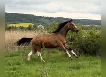 Paint Horse, Hengst, 2 Jahre, 158 cm, Buckskin