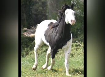 Paint Horse, Hengst, 2 Jahre, 160 cm, Falbe