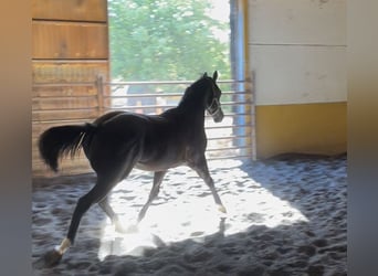 Paint Horse, Hengst, 2 Jahre, 160 cm, Falbe