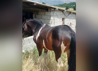 Paint Horse Mix, Hengst, 2 Jahre, 160 cm, Schecke