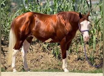 Paint Horse, Hengst, 2 Jahre, Overo-alle-Farben