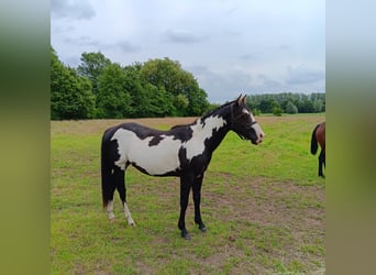 Paint Horse, Hengst, 2 Jahre, Overo-alle-Farben