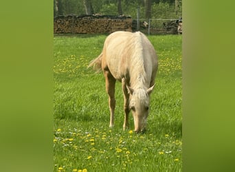 Paint Horse, Hengst, 2 Jahre, Palomino
