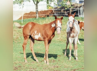 Paint Horse, Hengst, 2 Jahre, Tobiano-alle-Farben