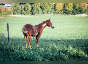 Paint Horse, Hengst, 2 Jahre, Tobiano-alle-Farben