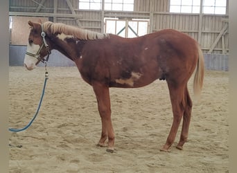 Paint Horse, Hengst, 2 Jahre, Tobiano-alle-Farben