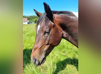 Paint Horse, Hengst, 2 Jahre, Tobiano-alle-Farben