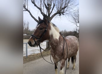 Paint Horse Mix, Hengst, 3 Jaar, 142 cm, Roan-Bay