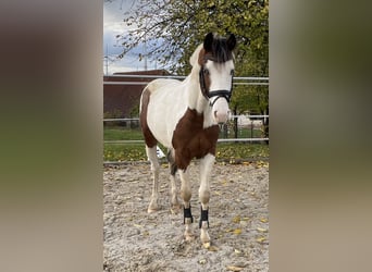 Paint Horse Mix, Hengst, 3 Jaar, 155 cm, Gevlekt-paard