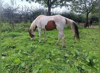 Paint Horse, Hengst, 3 Jaar, 160 cm, Tovereo-alle-kleuren