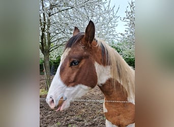 Paint Horse, Hengst, 3 Jaar, 160 cm, Tovereo-alle-kleuren