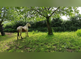 Paint Horse, Hengst, 3 Jaar, 160 cm, Tovereo-alle-kleuren