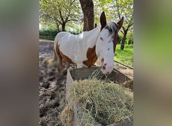 Paint Horse, Hengst, 3 Jaar, 160 cm, Tovereo-alle-kleuren